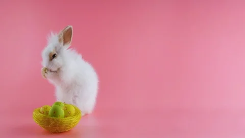 Funny Easter bunny and nest with eggs, washing face, stands up on two legs Stock Footage 103201369