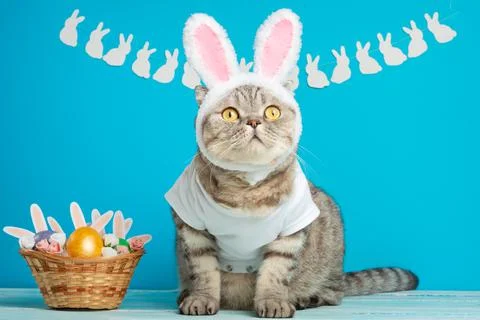 Funny Easter Bunny cat, cute with ears and Easter eggs. Easter background and Stock Photos