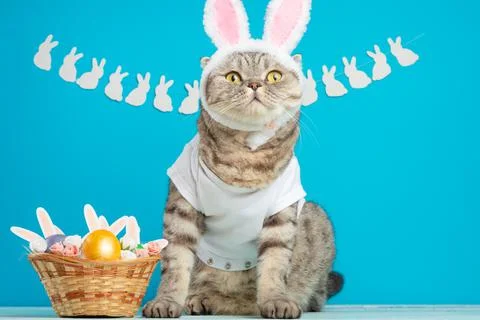Funny Easter Bunny cat, cute with ears and Easter eggs. Easter background and Stock Photos