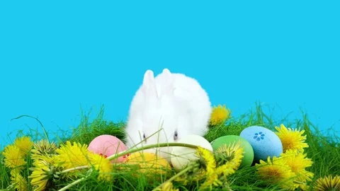 Funny Easter bunny eating a dandelion, sitting near Easter eggs Stock Footage 72558506