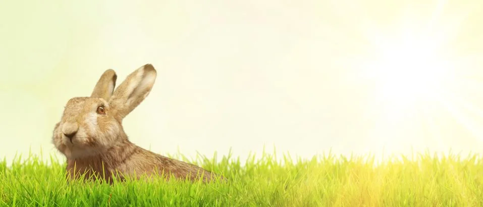 Funny Easter bunny. Happy Easter holiday concept. Stock Photos