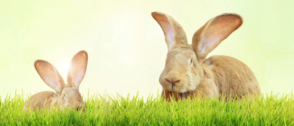 Funny Easter bunny. Happy Easter holiday concept. Stock Photos
