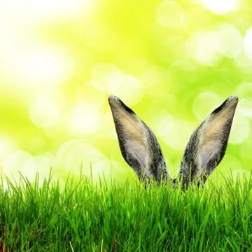 Funny Easter bunny. Happy Easter holiday concept. Stock Photos