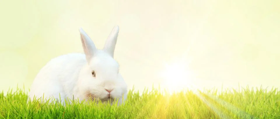 Funny Easter bunny. Happy Easter holiday concept. Stock Photos