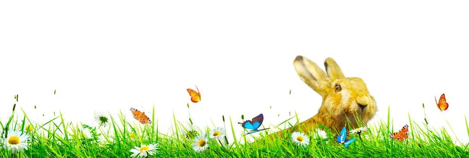 Funny Easter bunny. Happy Easter holiday concept. Stock Photos
