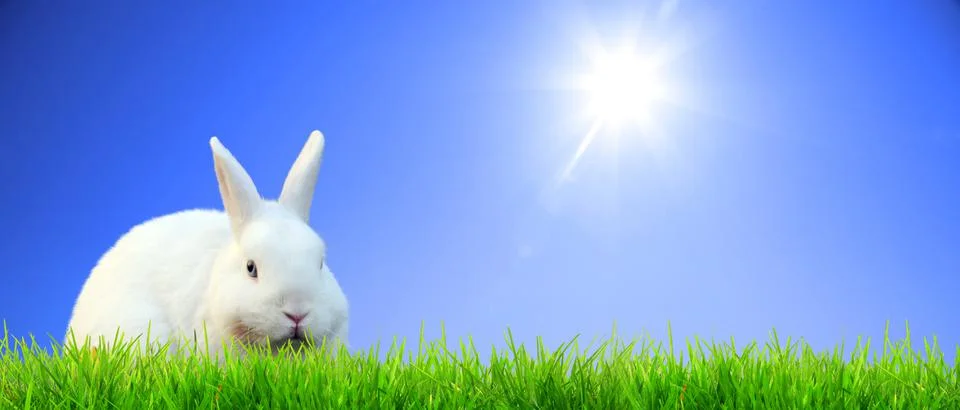 Funny Easter bunny. Happy Easter holiday concept. Stock Photos