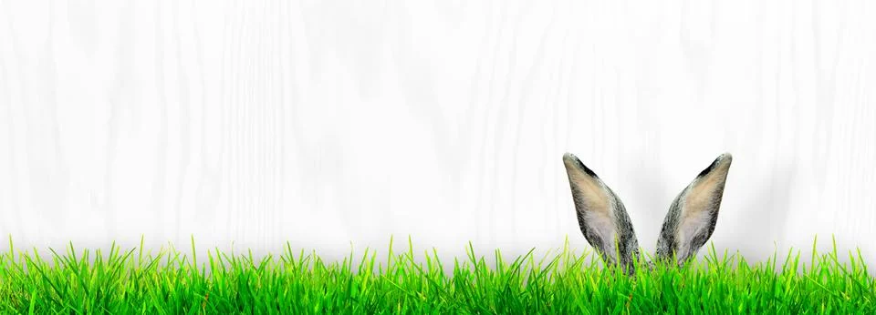 Funny Easter bunny. Happy Easter holiday concept. Stock Photos