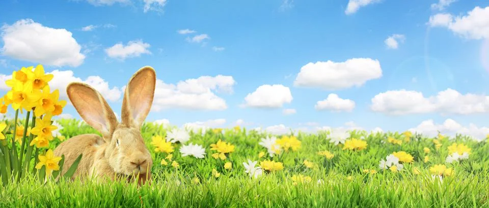 Funny Easter bunny. Happy Easter holiday concept. Stock Photos