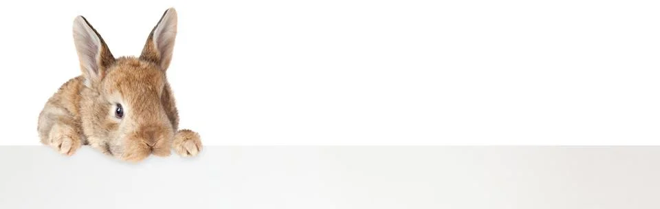 Funny Easter bunny. Happy Easter holiday concept. Stock Photos