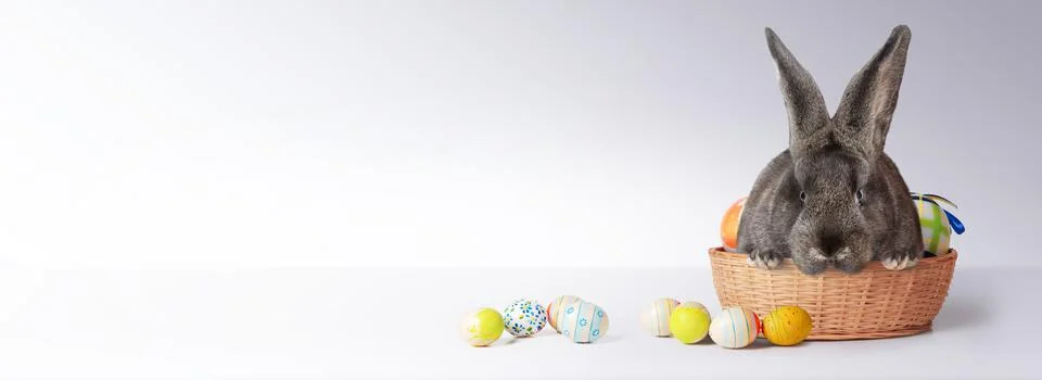 Funny Easter bunny. Happy Easter holiday concept. Stock Photos