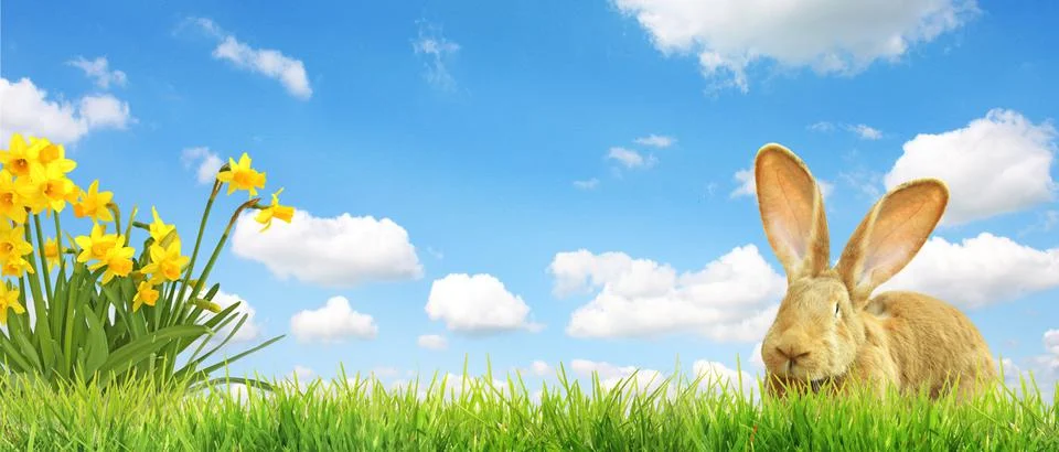 Funny Easter bunny. Happy Easter holiday concept. Stock Photos