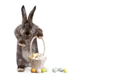 Funny Easter bunny. Happy Easter holiday concept. Stock Photos