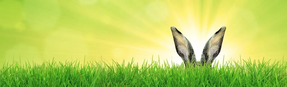 Funny Easter bunny. Happy Easter holiday concept. Stock Photos