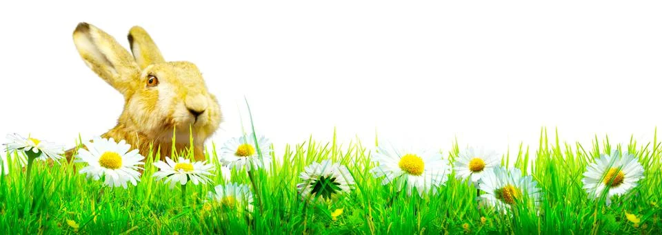 Funny Easter bunny. Happy Easter holiday concept. Stock Photos