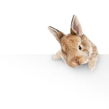 Funny Easter bunny. Happy Easter holiday concept. Stock Photos