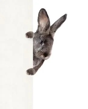 Funny Easter bunny. Happy Easter holiday concept. Stock Photos