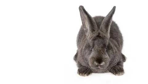 Funny Easter bunny. Happy Easter holiday concept. Stock Photos