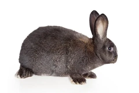 Funny Easter bunny. Happy Easter holiday concept. Stock Photos