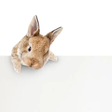 Funny Easter bunny. Happy Easter holiday concept. Stock Photos