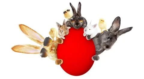 Funny Easter bunny. Happy Easter holiday concept. Stock Photos