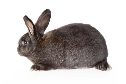 Funny Easter bunny. Happy Easter holiday concept. Stock Photos