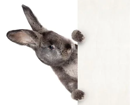 Funny Easter bunny. Happy Easter holiday concept. Stock Photos