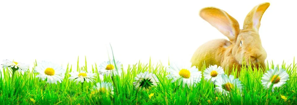 Funny Easter bunny. Happy Easter holiday concept. Stock Photos