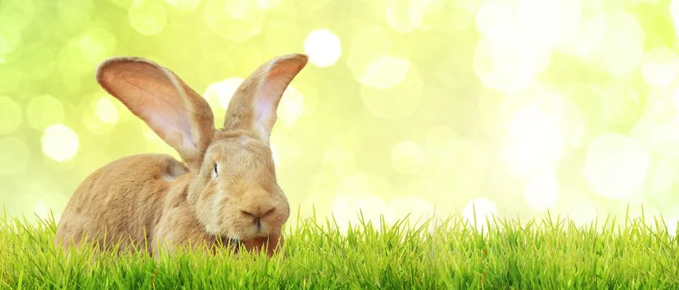 Funny Easter bunny. Happy Easter holiday concept. Stock Photos