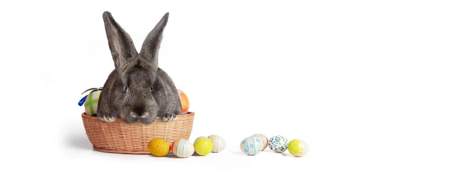 Funny Easter bunny. Happy Easter holiday concept. Stock Photos