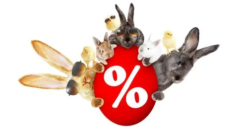 Funny Easter bunny. Happy Easter holiday concept. Stock Photos