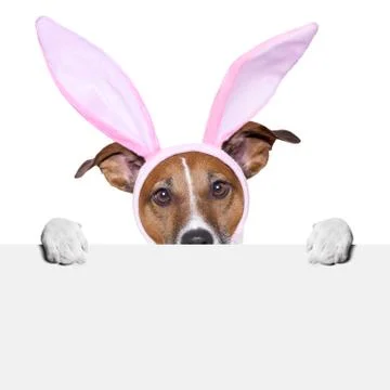 Funny easter dog Stock Photos