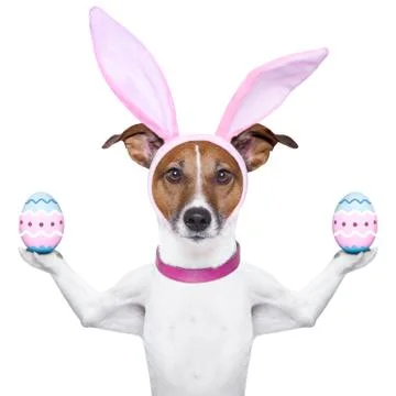 Funny easter dog Stock Photos