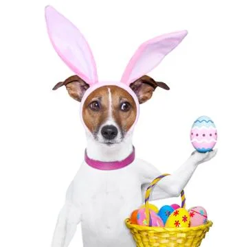 Funny easter dog Stock Photos