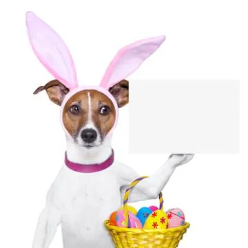 Funny easter dog Stock Photos