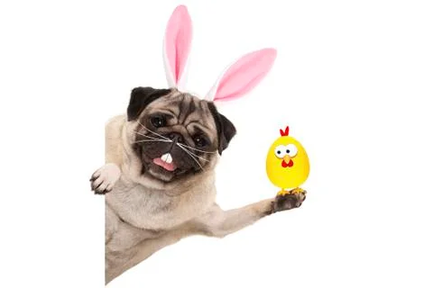 Funny easter pug dog with rabbit teeth, whiskers and ears holding up chicken, Stock Photos
