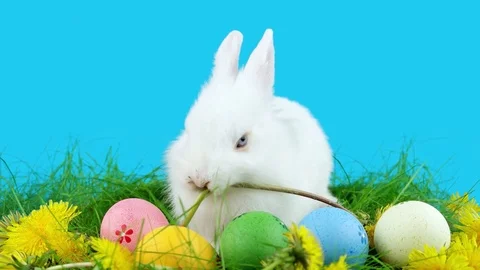Funny Easter rabbit eating a dandelion near Easter eggs Stock Footage 72558581