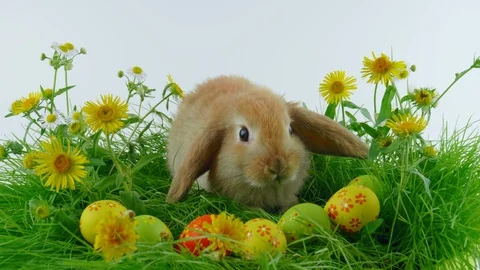 Funny Easter rabbit, eating green grass, looped footage Stock Footage 104594007
