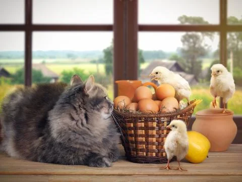 Funny Easter still life with a cat, chickens and eggs Stock Photos