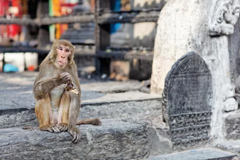 Funny eating monkey in monkey temple, kathmandu, nepal Foto stock