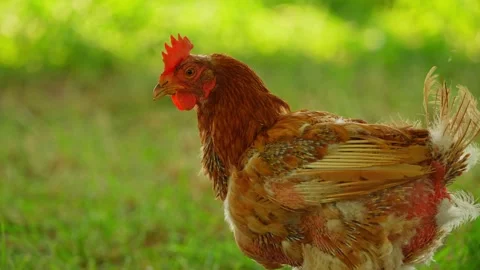 Rooster This Morning Funny Videos I Said Morning Funny Rooster! Poster