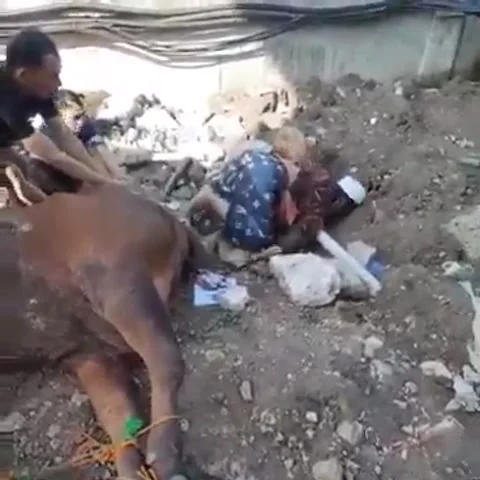 Funny eid ul adha sacrificial moment Video stock 208330227