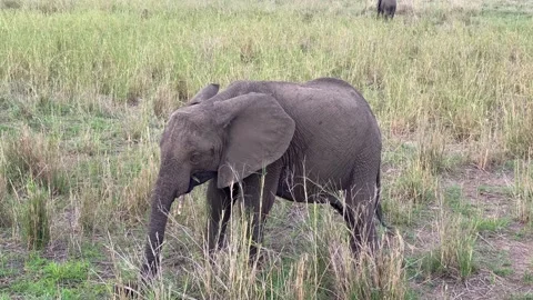 A funny elephant eats grass in a field in Tarangire National Park Video stock 170072398