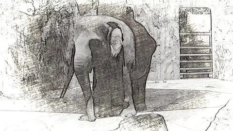 Funny elephant playing inside zoo compound Stock Footage 74699614