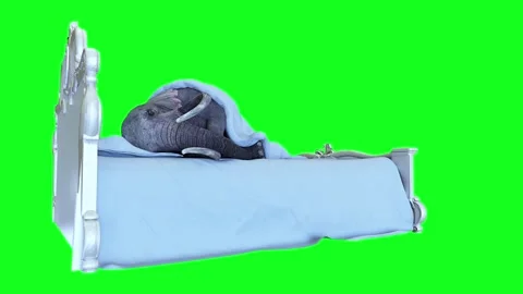 Funny elephant sleeping in bed under blanket. Realistic 4k isolate animation. Stock Footage 264956934