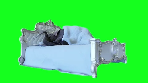 Funny elephant sleeping in bed under blanket. Realistic 4k isolate animation. 스톡 동영상 264957018