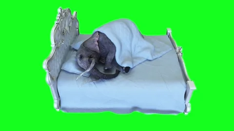 Funny elephant sleeping in bed under blanket. Realistic 4k isolate animation. Video stock 264957064