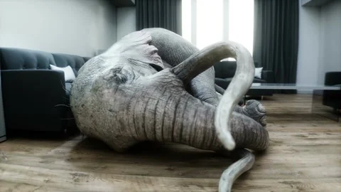 Funny elephant sleeping in room. Realistic 4k animation. Video stock 268151814