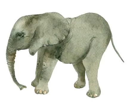Funny elephant on white Stock Illustration