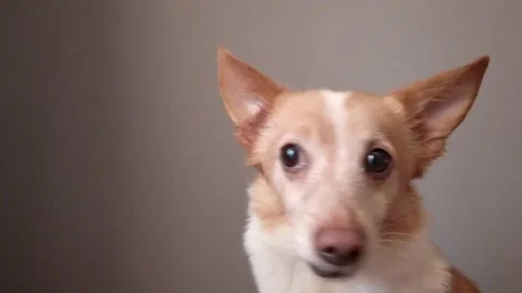 Funny emotional dog Stock Footage 130383411