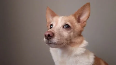Funny emotional dog Stock Footage 130383422
